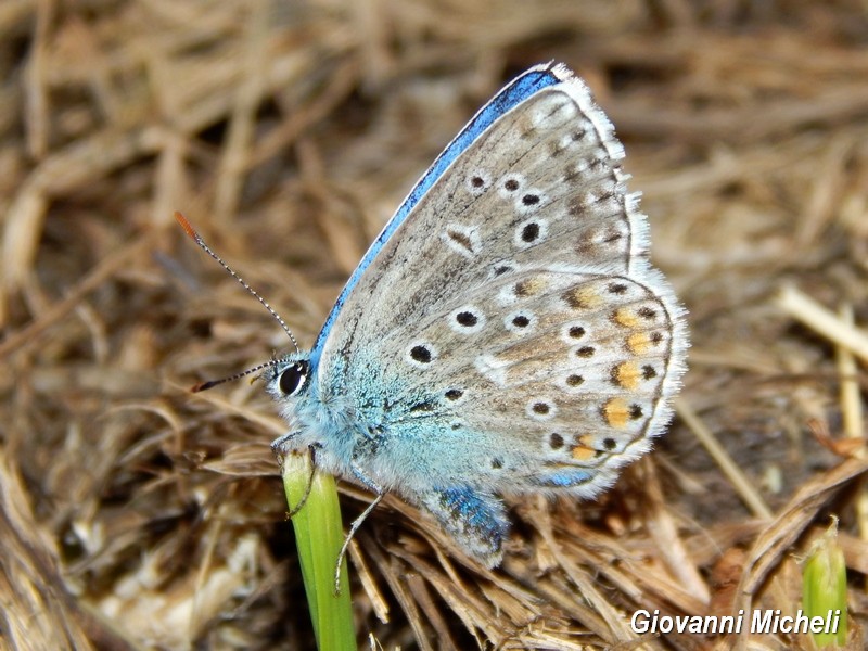 E questo Lycaenidae chi ? Polyommatus icarus